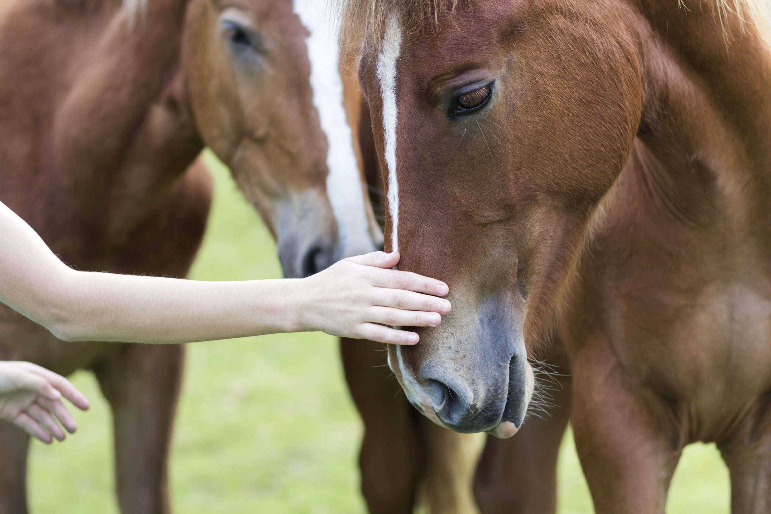 Read more about the article The Power Of ‘Equine Therapy’