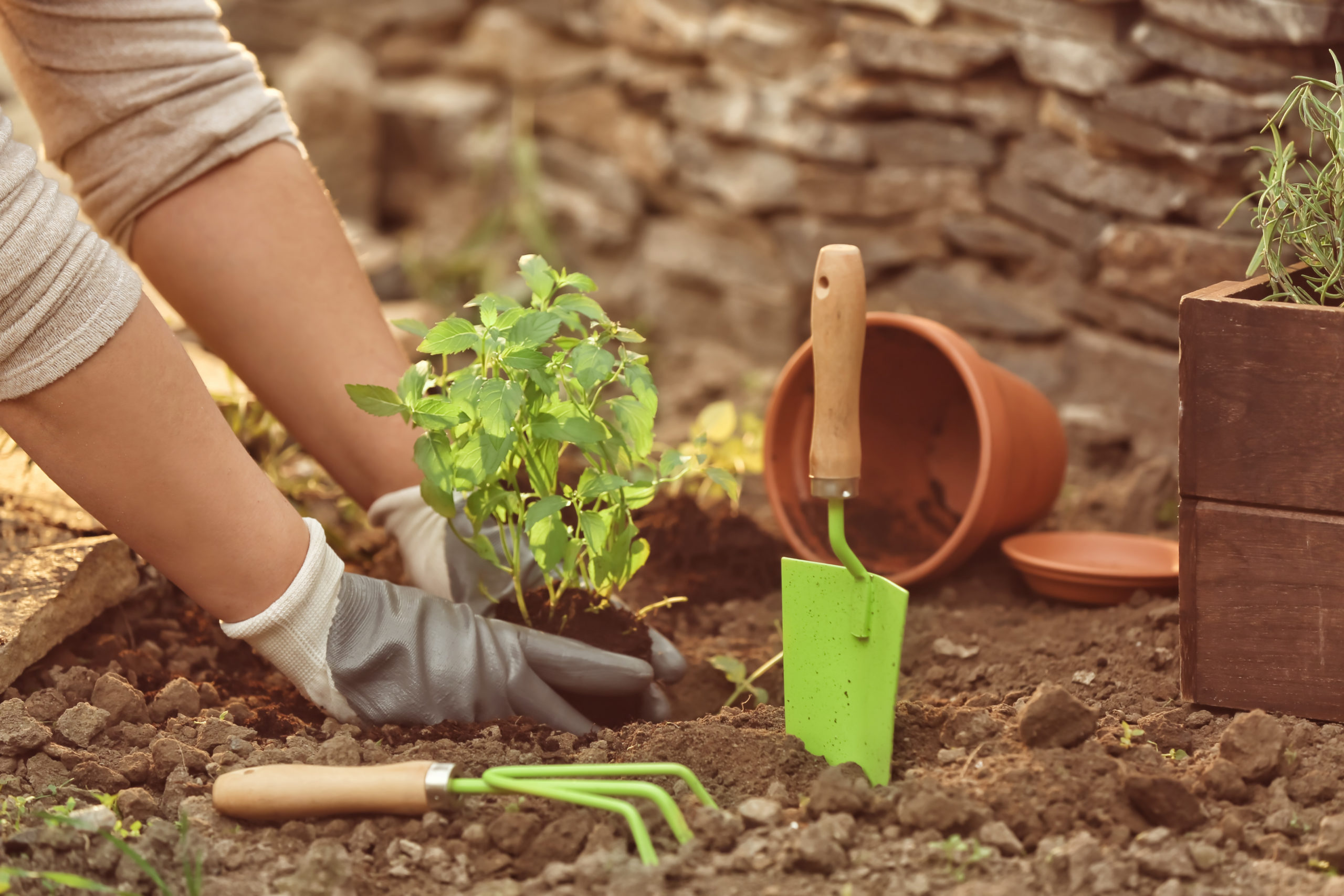 Gardening As A Recovery Tool