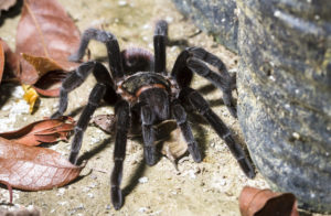 Spiders Looked At For Opioid Recovery